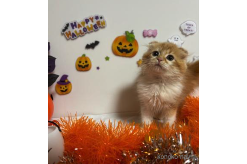 成約済の大阪府のスコティッシュフォールド-68375の5枚目